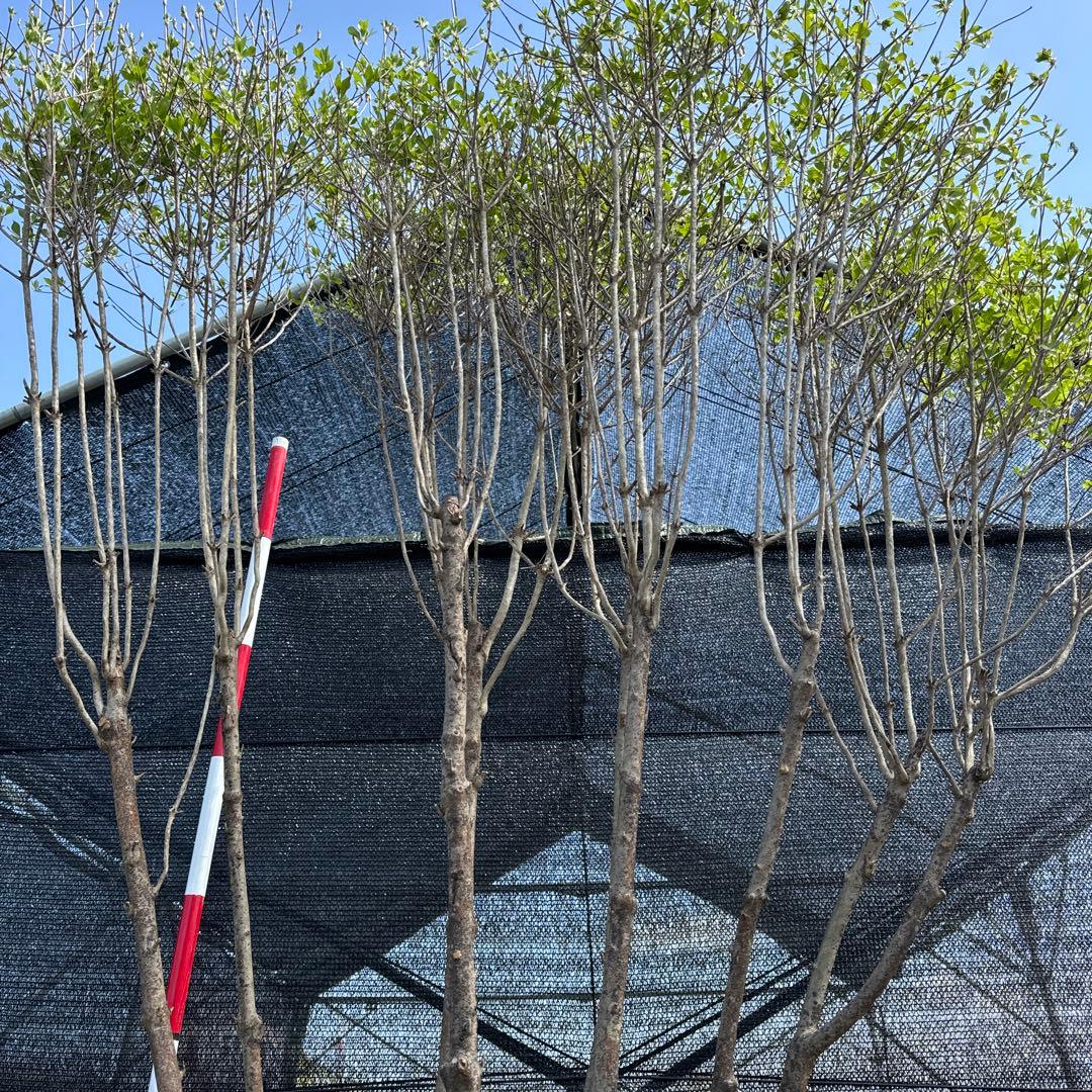 《お引き取り/本州配送可》特大株/ドウダンツツジ【現品限り】2-1