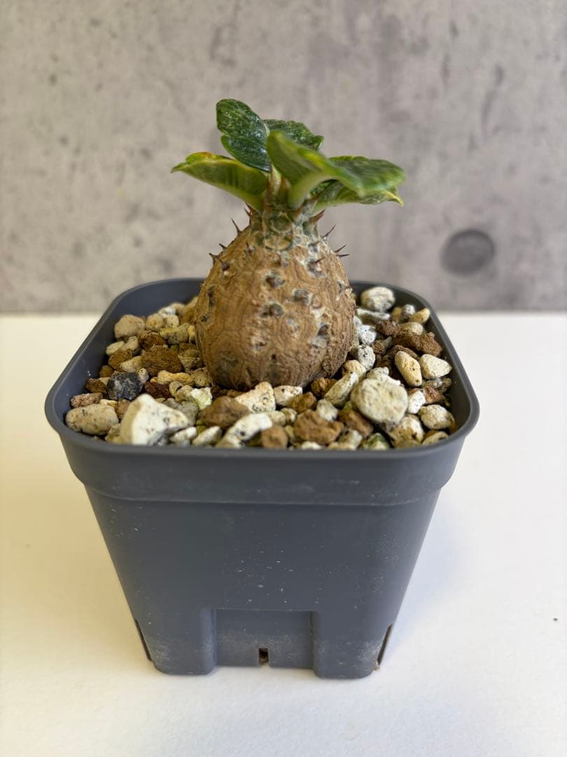 国内実生株 パキポディウム ウィンゾリー① - メルカリ