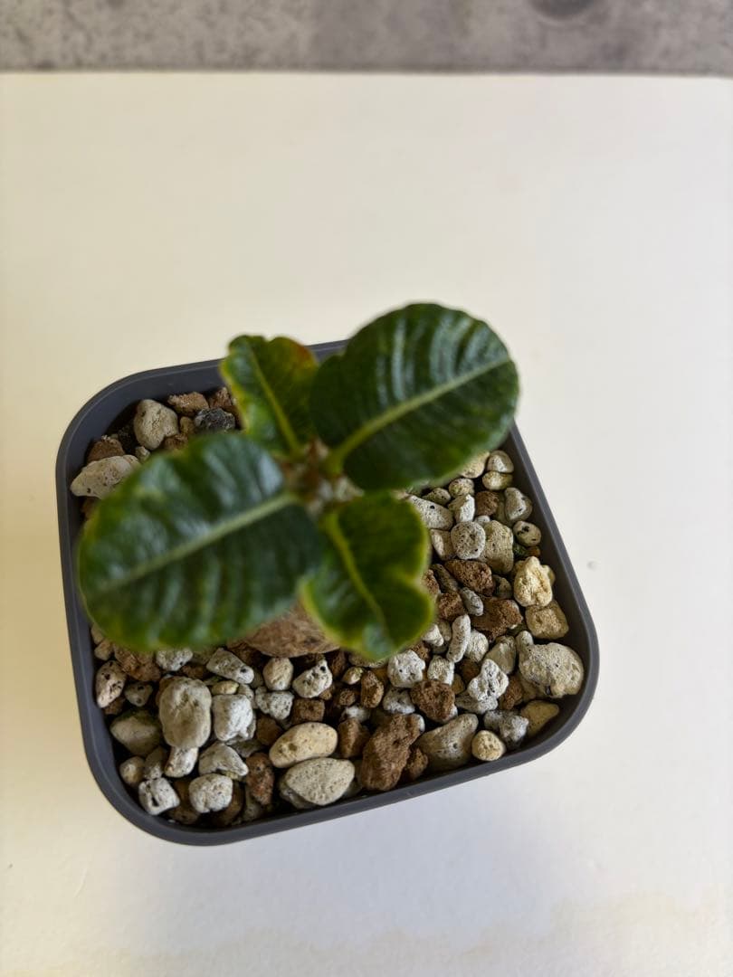 国内実生株 パキポディウム ウィンゾリー① - メルカリ