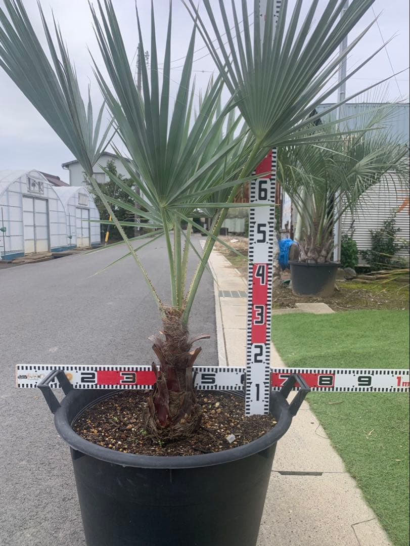 ブラヘア　アルマータ　　　　引取限定