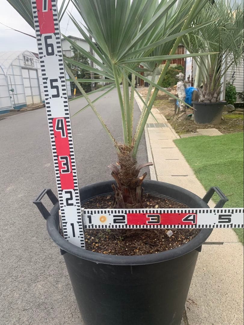 ブラヘア　アルマータ　　　　引取限定