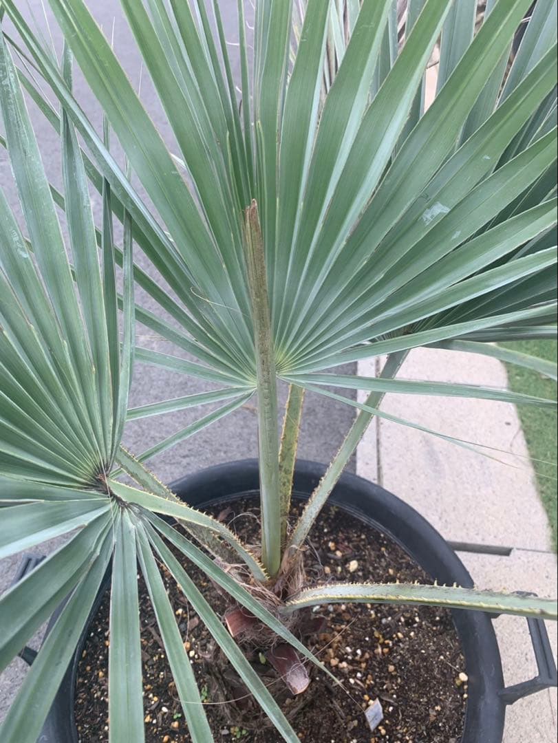 ブラヘア　アルマータ　　　　引取限定