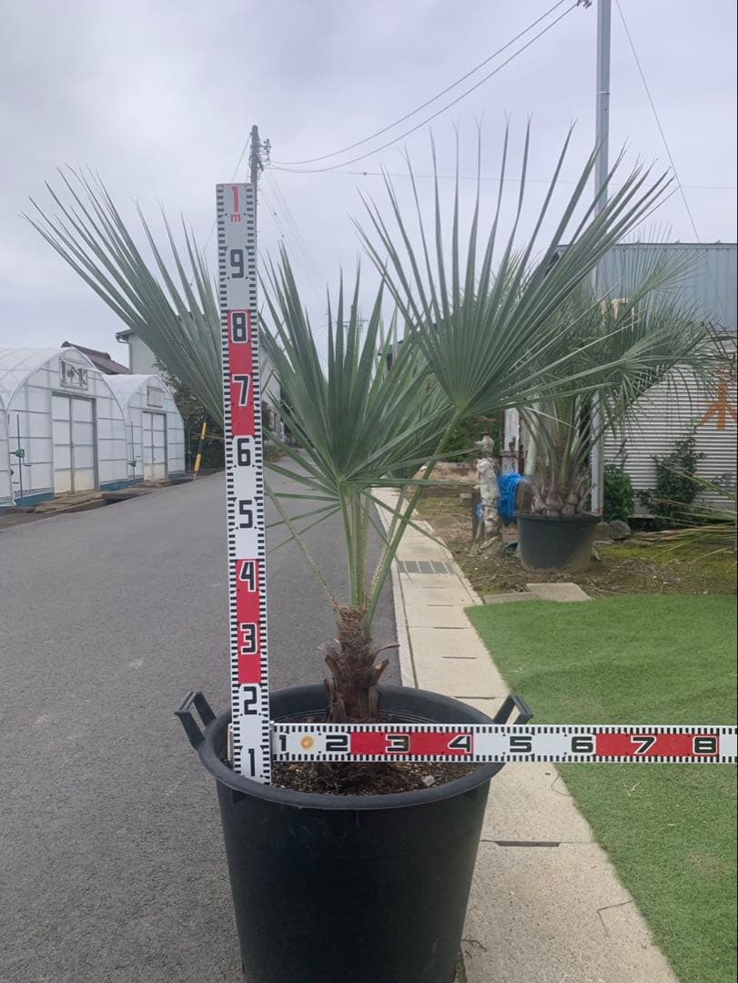 ブラヘア　アルマータ　　　　引取限定