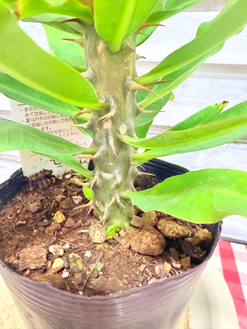 ハナキリン 八福神 ポット鉢土付き苗 お届け後このまま飾れます 現品