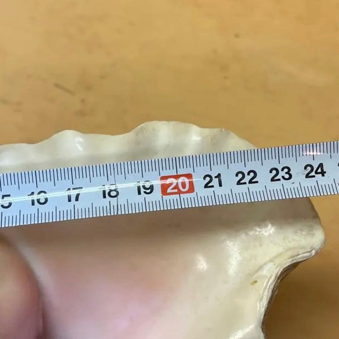 超特大　コンク貝、ピンク貝 (カリブ海産　特大サイズ　約28cm、2000g)