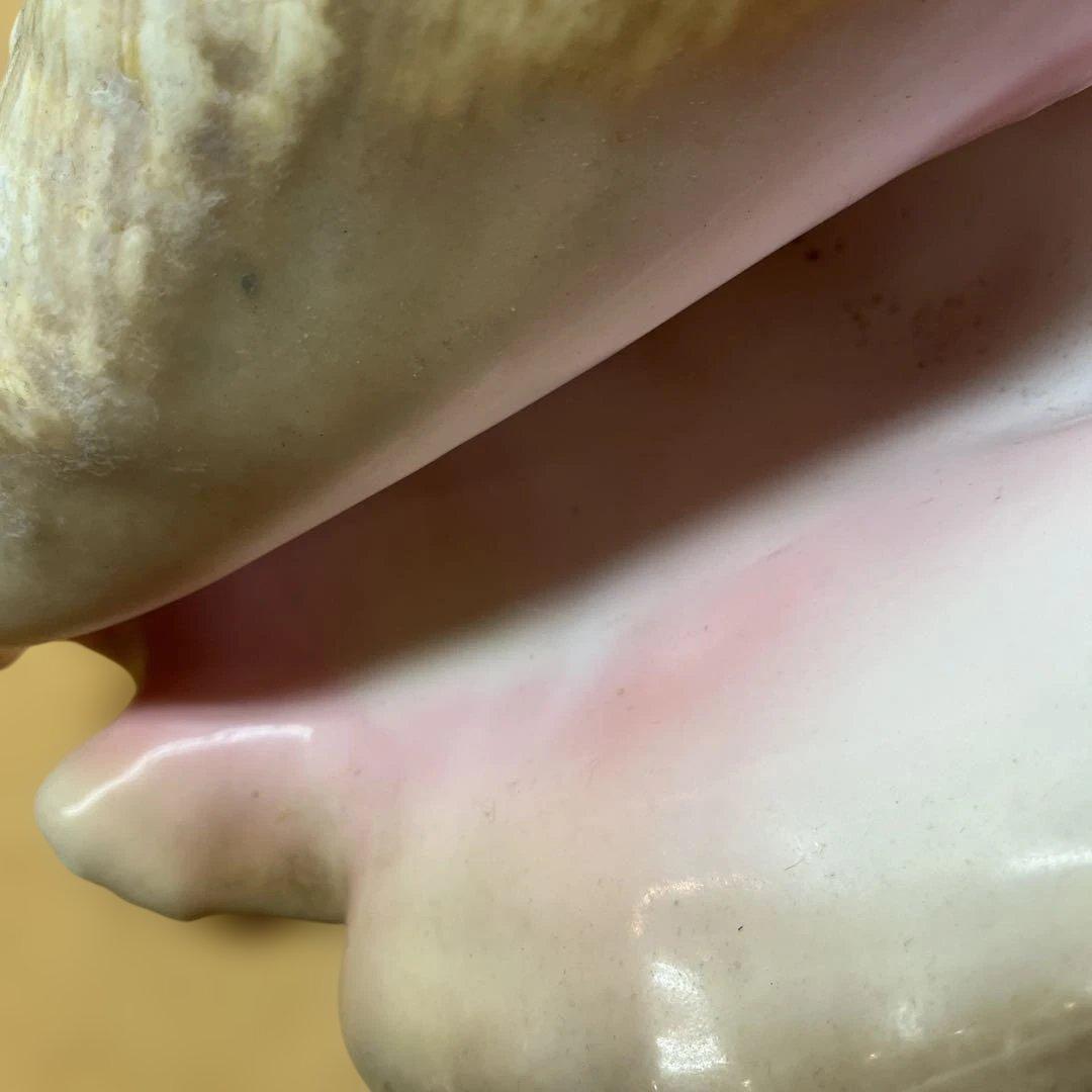 超特大　コンク貝、ピンク貝 (カリブ海産　特大サイズ　約28cm、2000g)