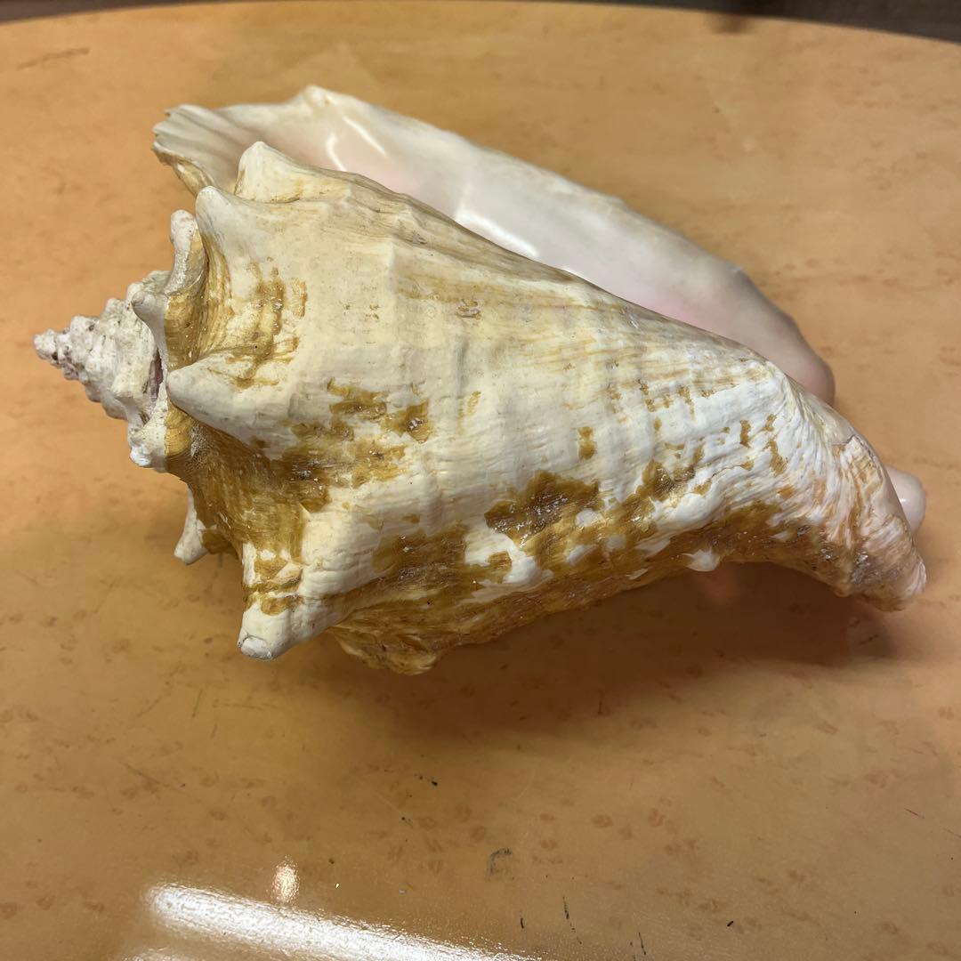 超特大　コンク貝、ピンク貝 (カリブ海産　特大サイズ　約28cm、2000g)