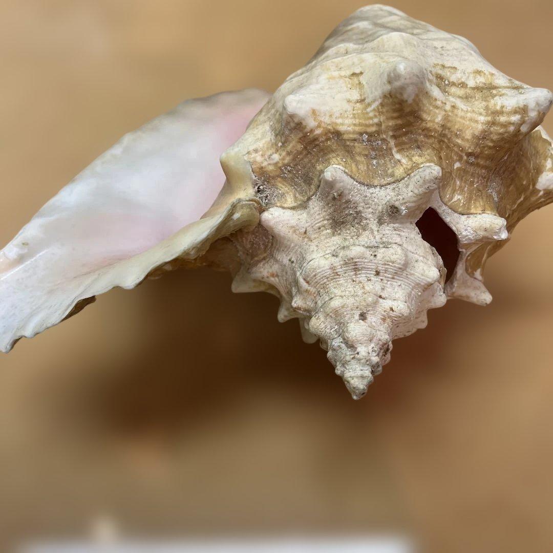 超特大　コンク貝、ピンク貝 (カリブ海産　特大サイズ　約28cm、2000g)