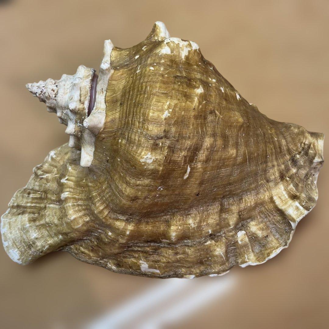 超特大　コンク貝、ピンク貝 (カリブ海産　特大サイズ　約28cm、2000g)