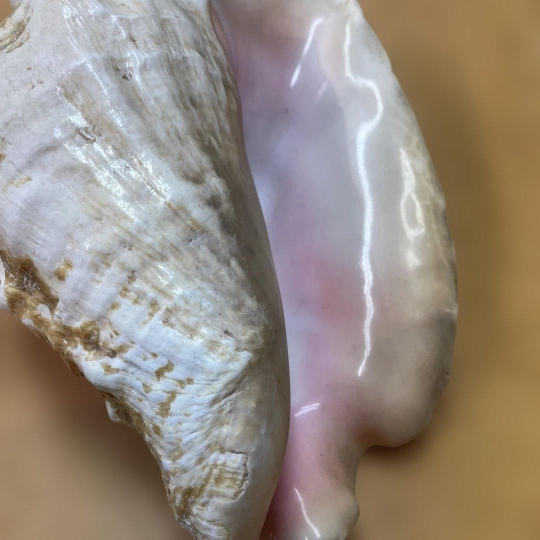 超特大　コンク貝、ピンク貝 (カリブ海産　特大サイズ　約28cm、2000g)