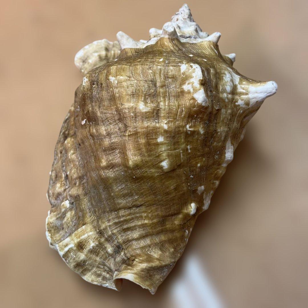 超特大　コンク貝、ピンク貝 (カリブ海産　特大サイズ　約28cm、2000g)