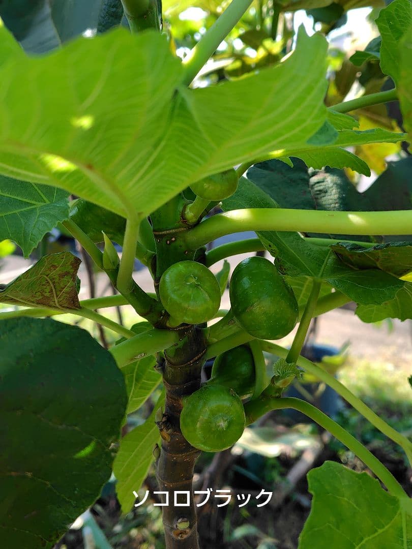 イチジク穂木