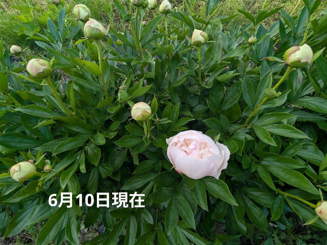 2025年　芍薬畑　確認用ページ