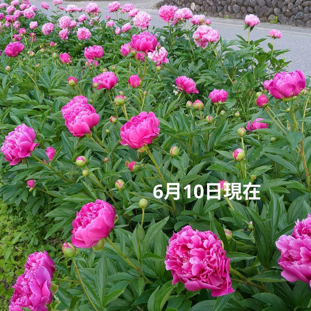 2025年　芍薬畑　確認用ページ