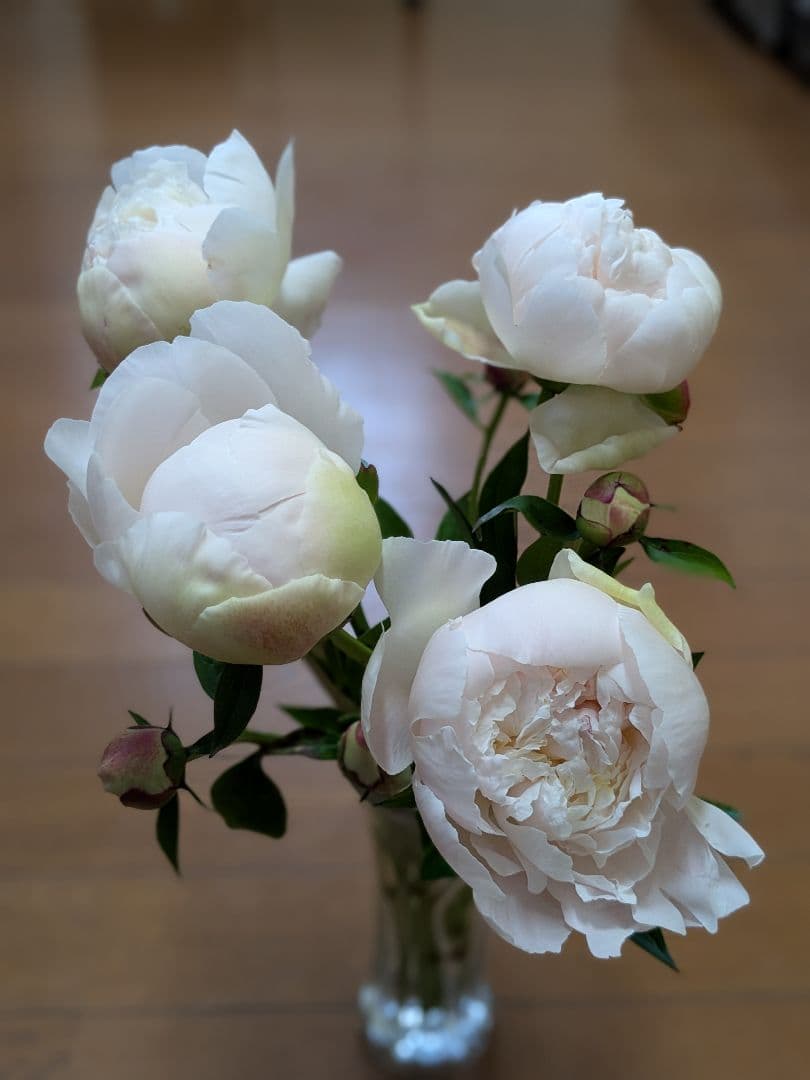 2025年　芍薬畑　確認用ページ