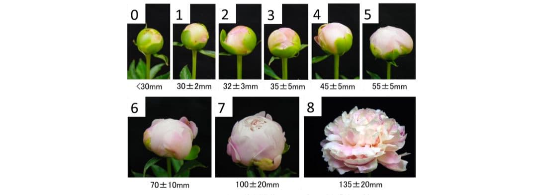 2025年　芍薬畑　確認用ページ