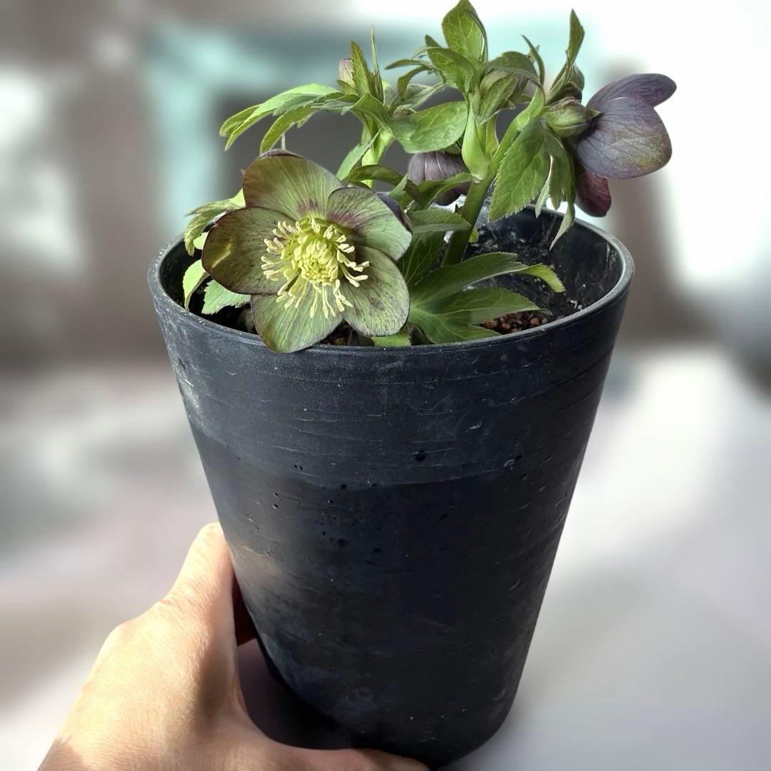 【広瀬園芸】原種交配　クリスマスローズ　トルカータス系ベインss《2/13》