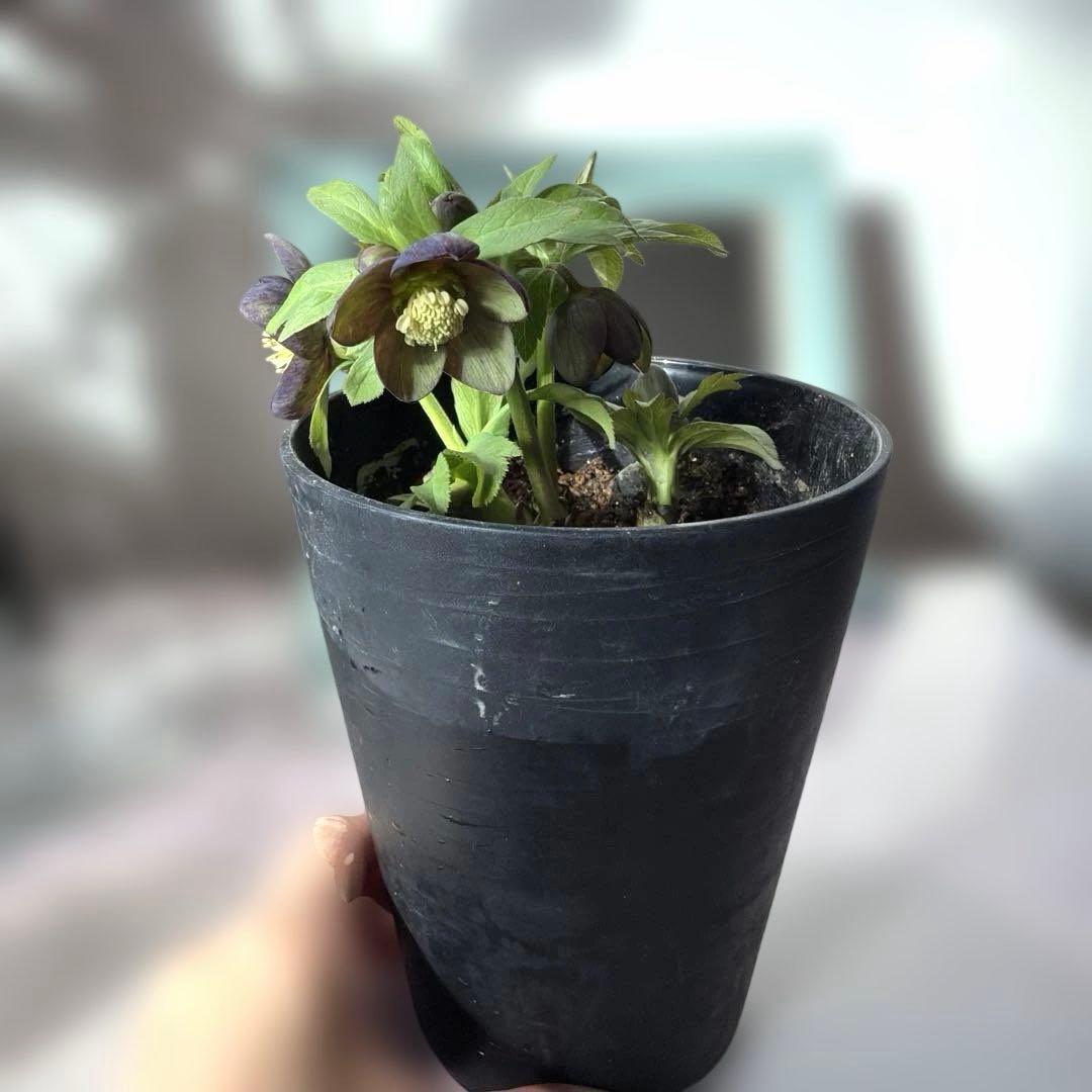 【広瀬園芸】原種交配　クリスマスローズ　トルカータス系ベインss《2/13》