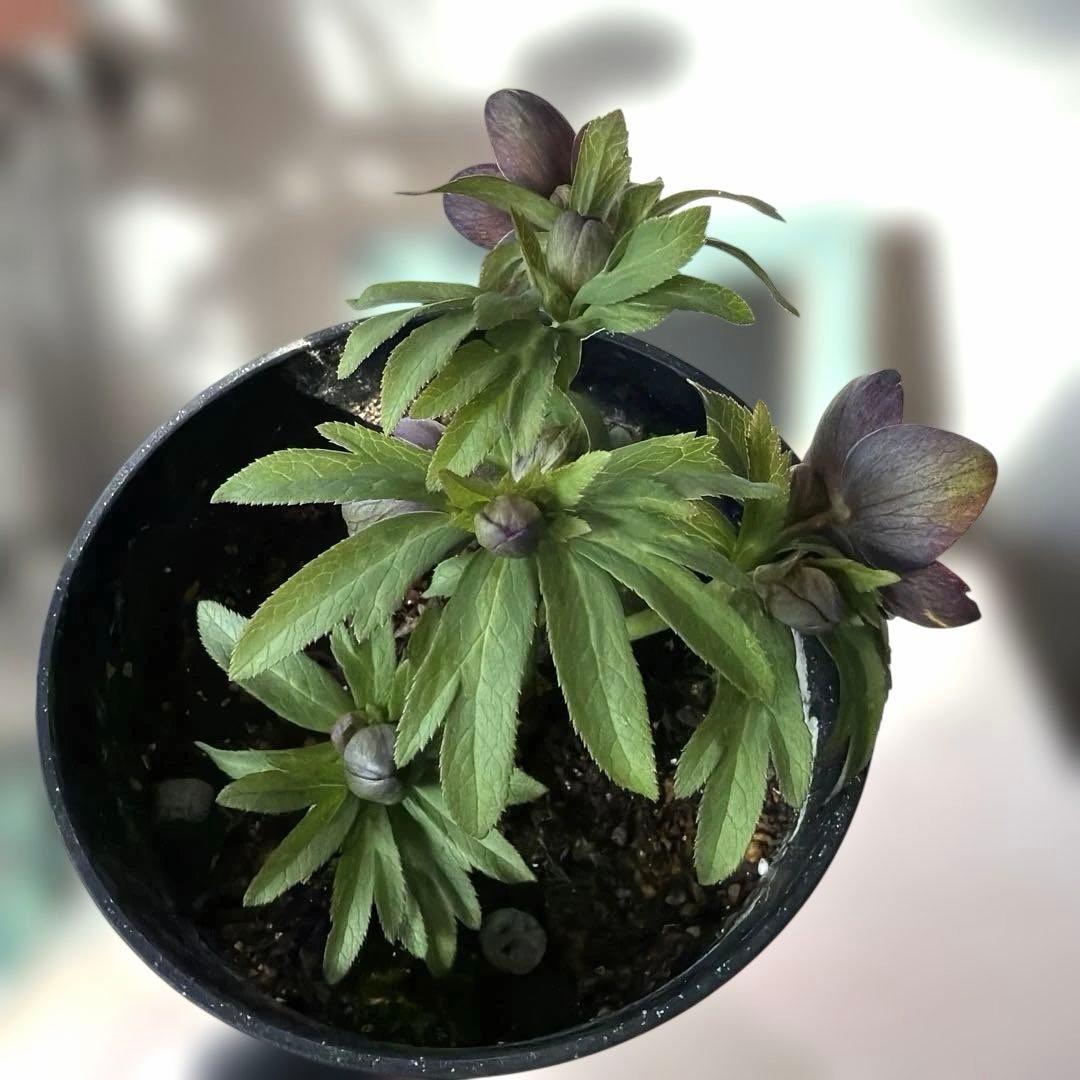 【広瀬園芸】原種交配　クリスマスローズ　トルカータス系ベインss《2/13》