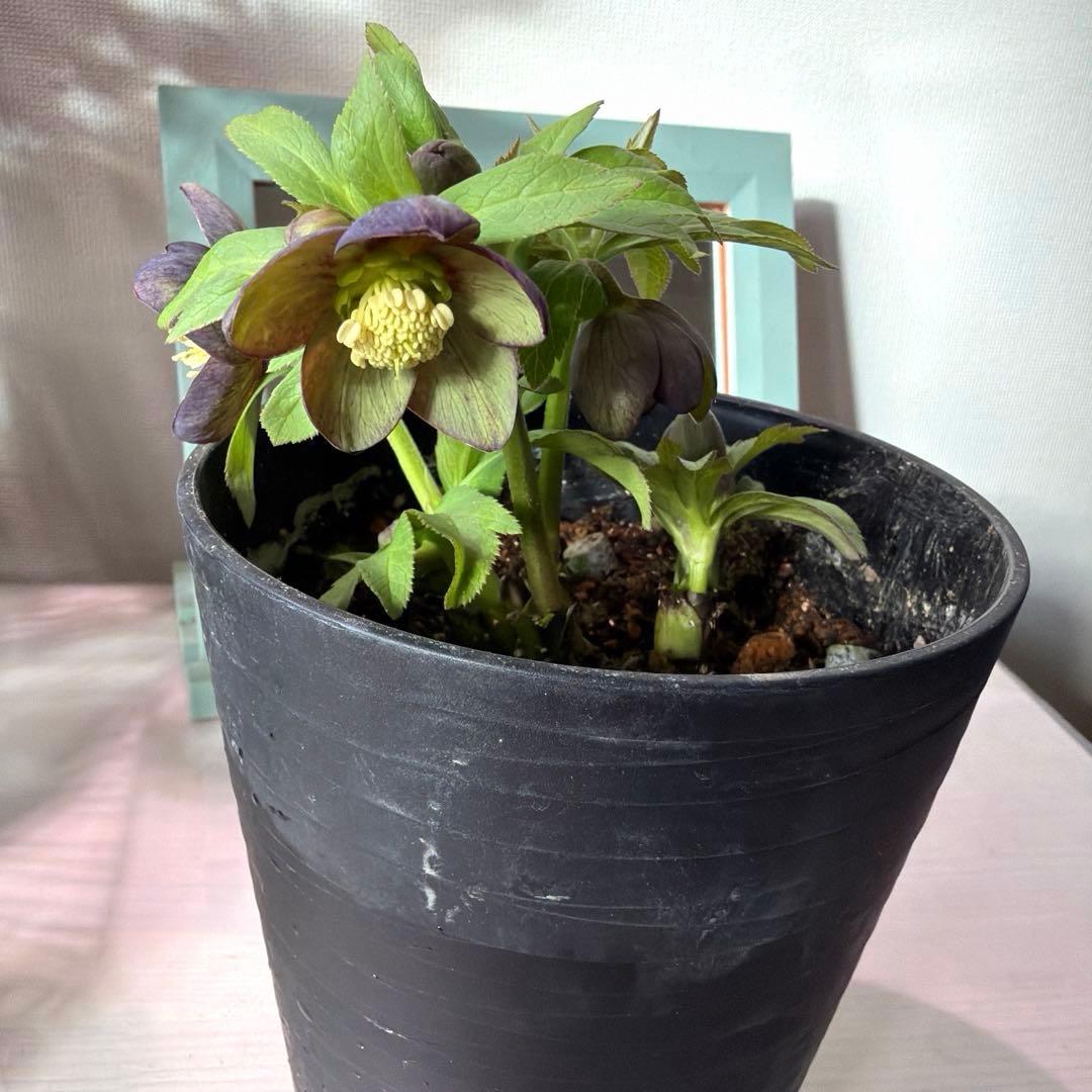 【広瀬園芸】原種交配　クリスマスローズ　トルカータス系ベインss《2/13》