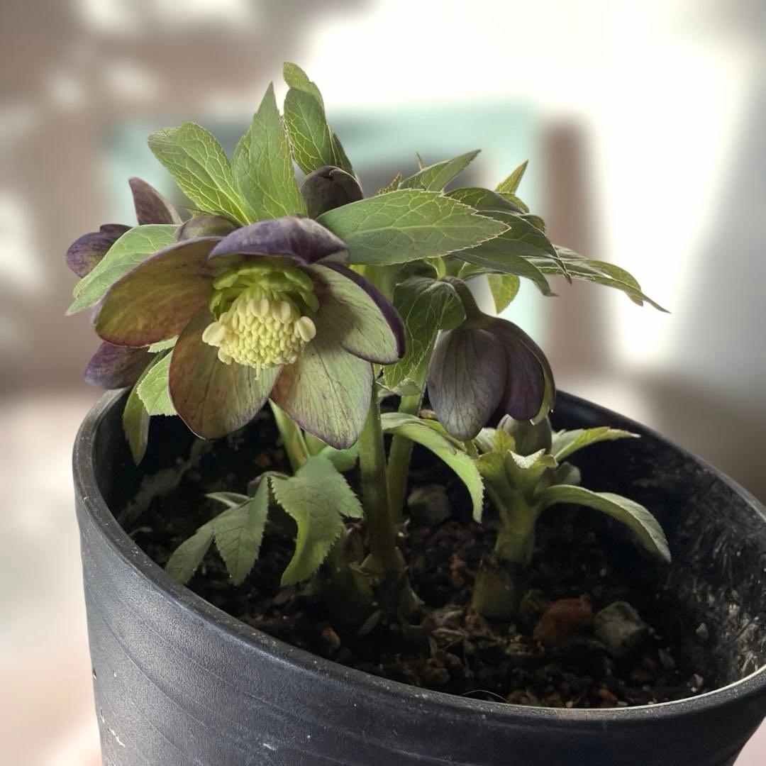 【広瀬園芸】原種交配　クリスマスローズ　トルカータス系ベインss《2/13》