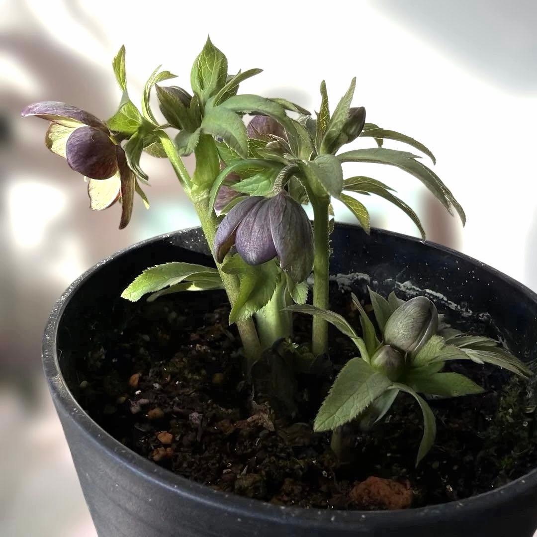 【広瀬園芸】原種交配　クリスマスローズ　トルカータス系ベインss《2/13》