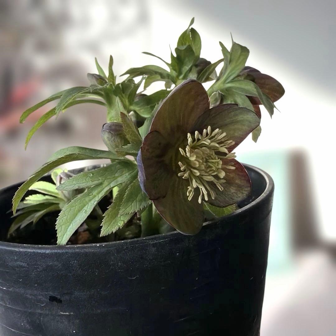 【広瀬園芸】原種交配　クリスマスローズ　トルカータス系ベインss《2/13》