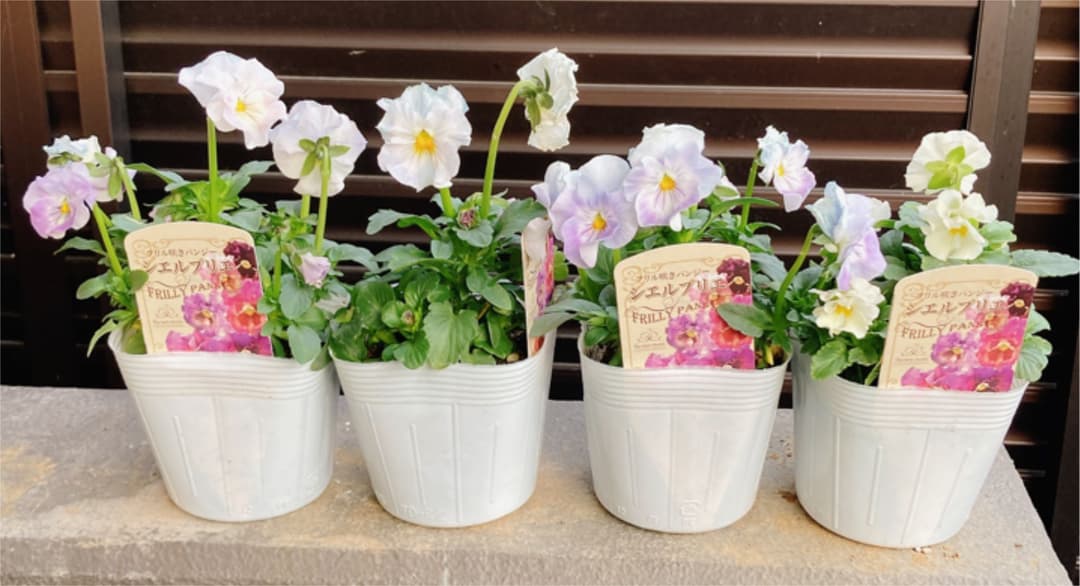 ビオラ　シェルブリエ　苗