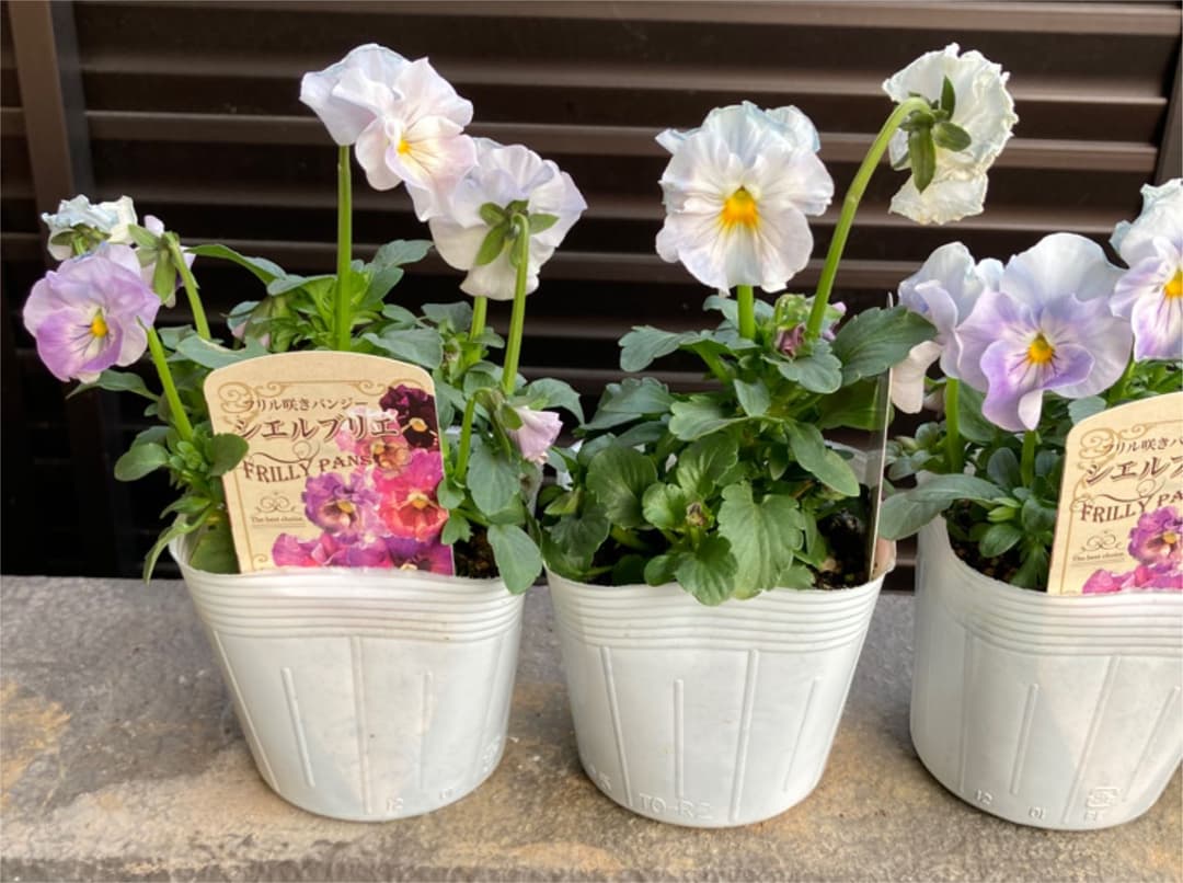 ビオラ　シェルブリエ　苗