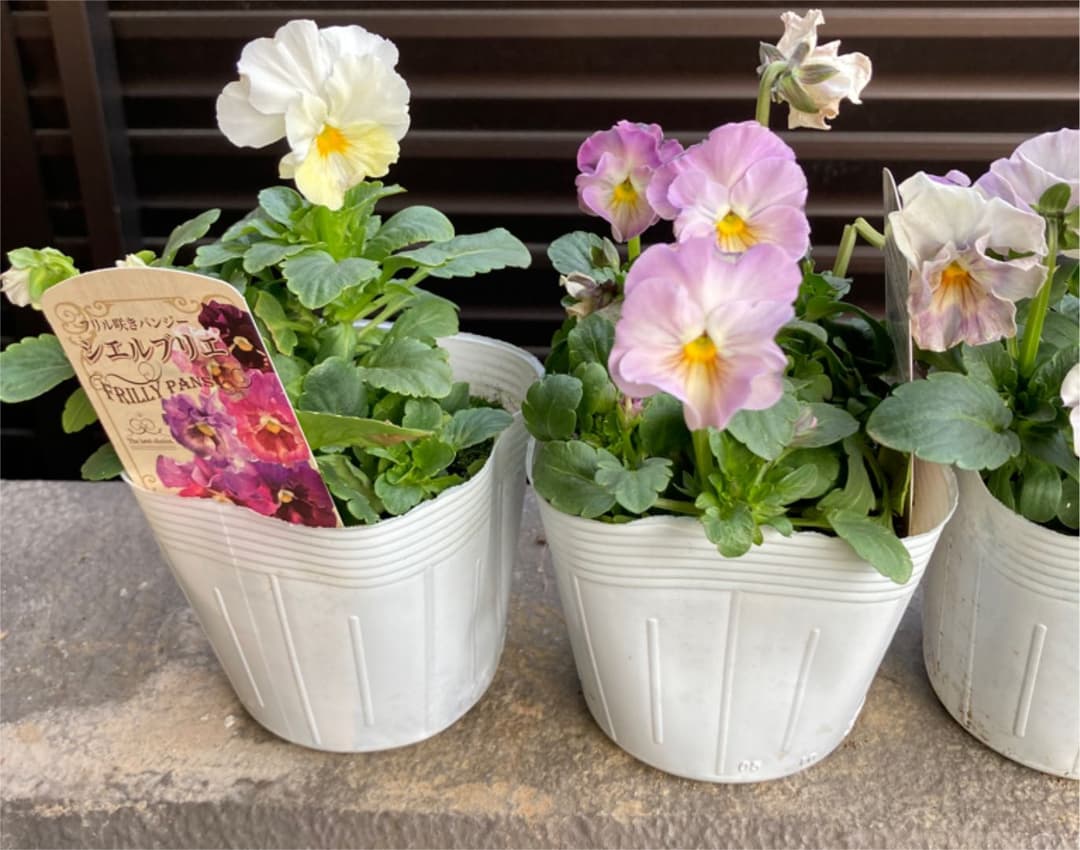 ビオラ　シェルブリエ　苗