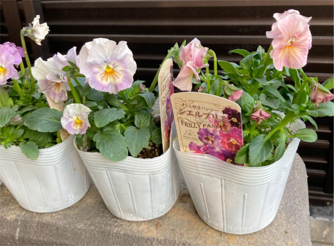 ビオラ　シェルブリエ　苗