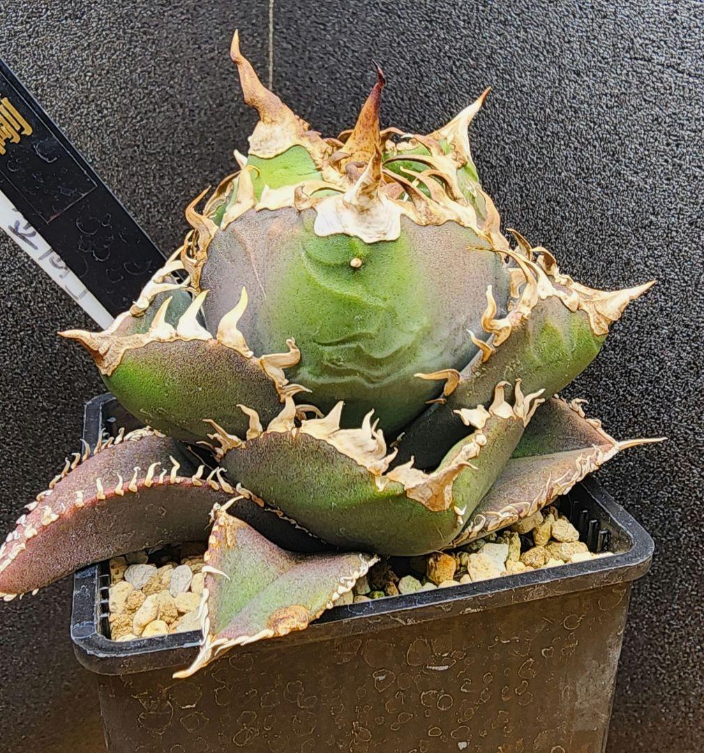 アガベ　金剛　キングコング　低重心　ボール