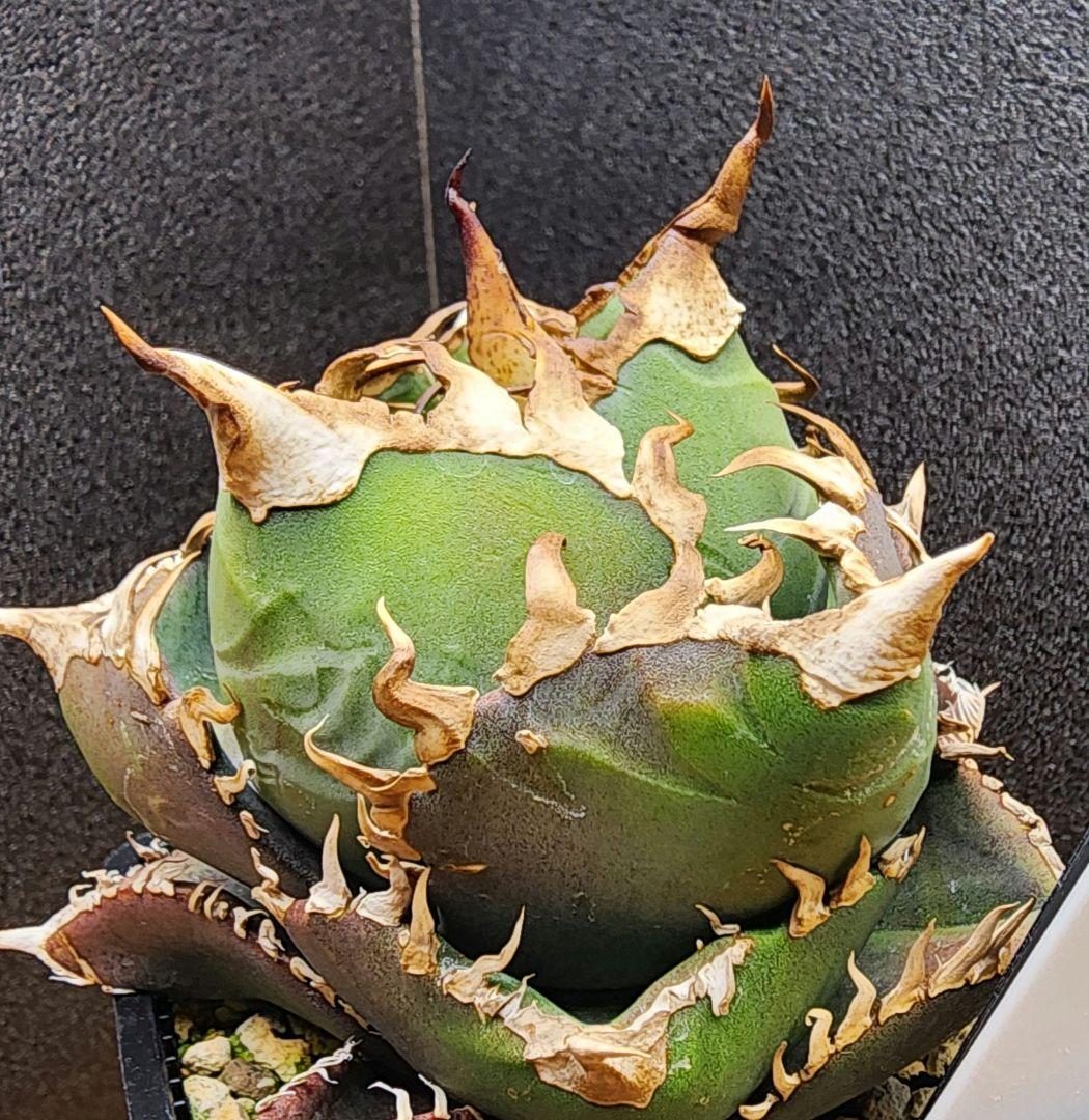 アガベ　金剛　キングコング　低重心　ボール