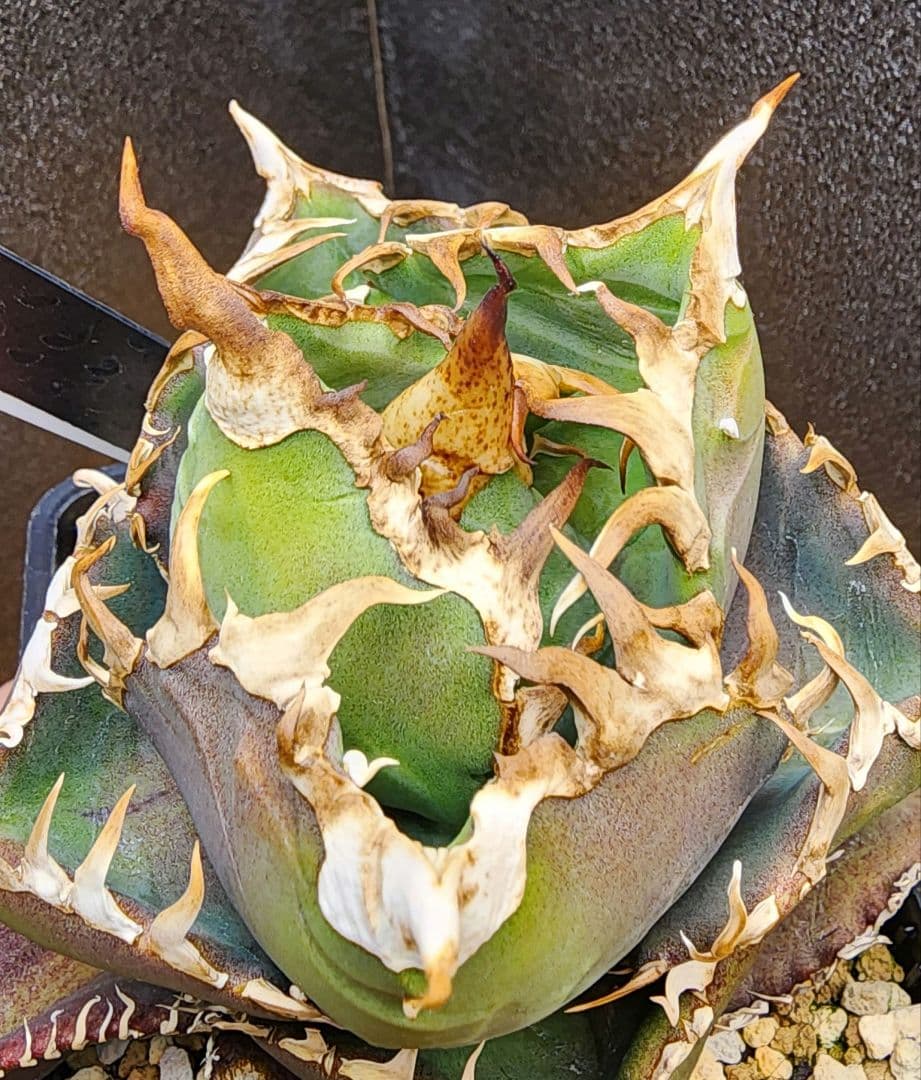 アガベ　金剛　キングコング　低重心　ボール