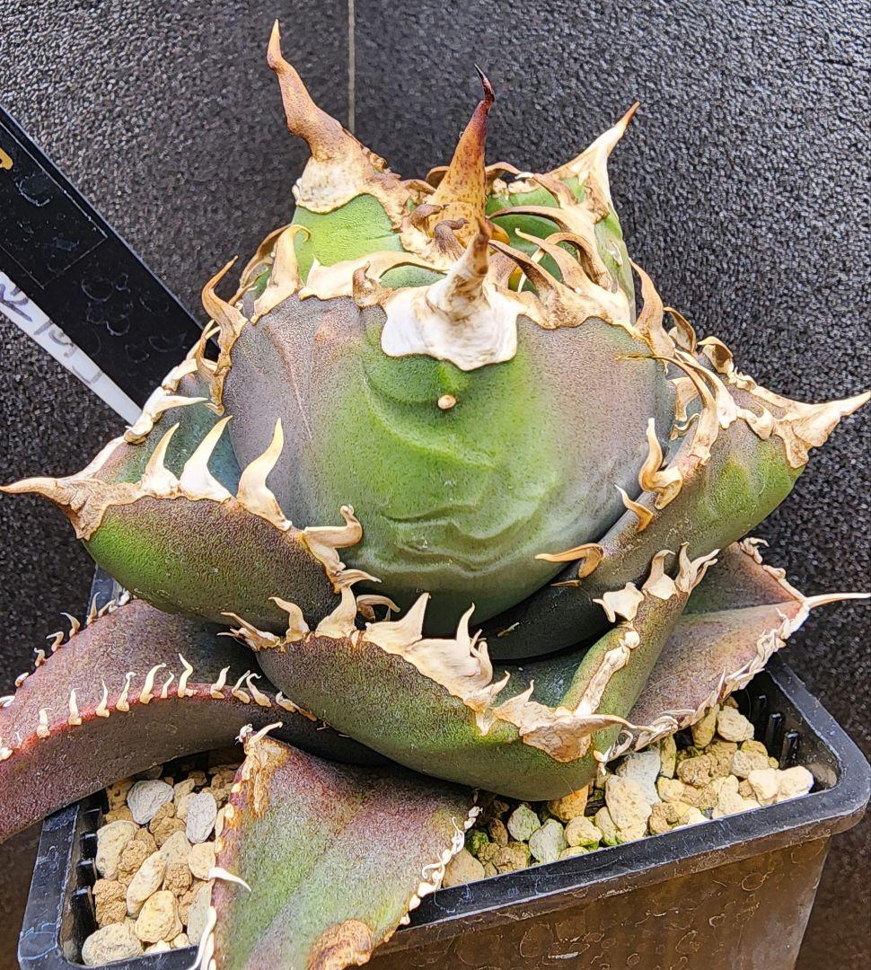 アガベ　金剛　キングコング　低重心　ボール