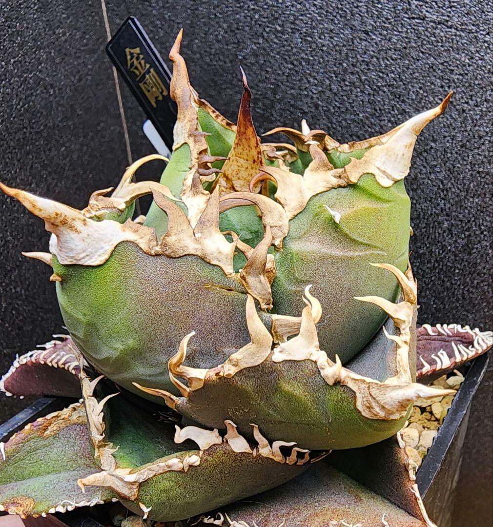 アガベ　金剛　キングコング　低重心　ボール