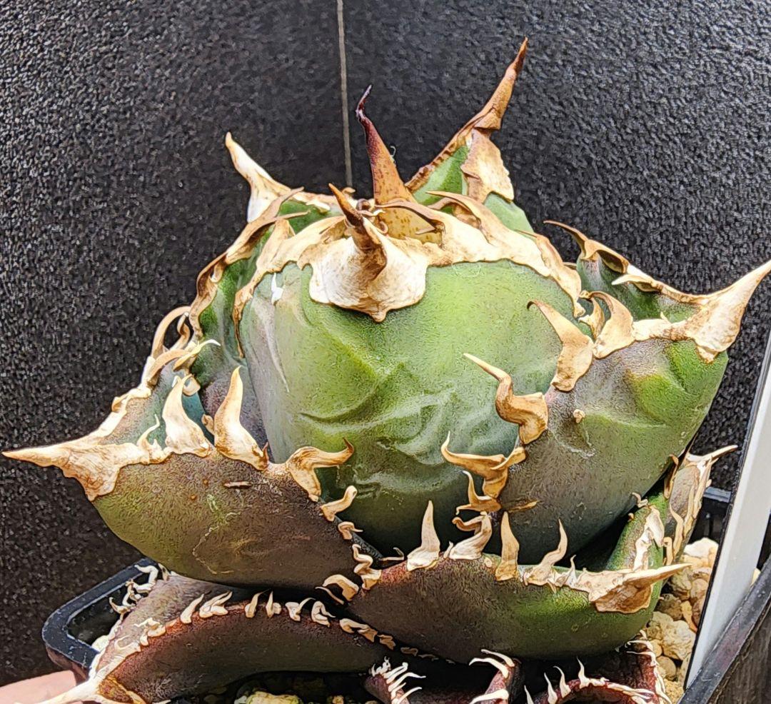 アガベ　金剛　キングコング　低重心　ボール