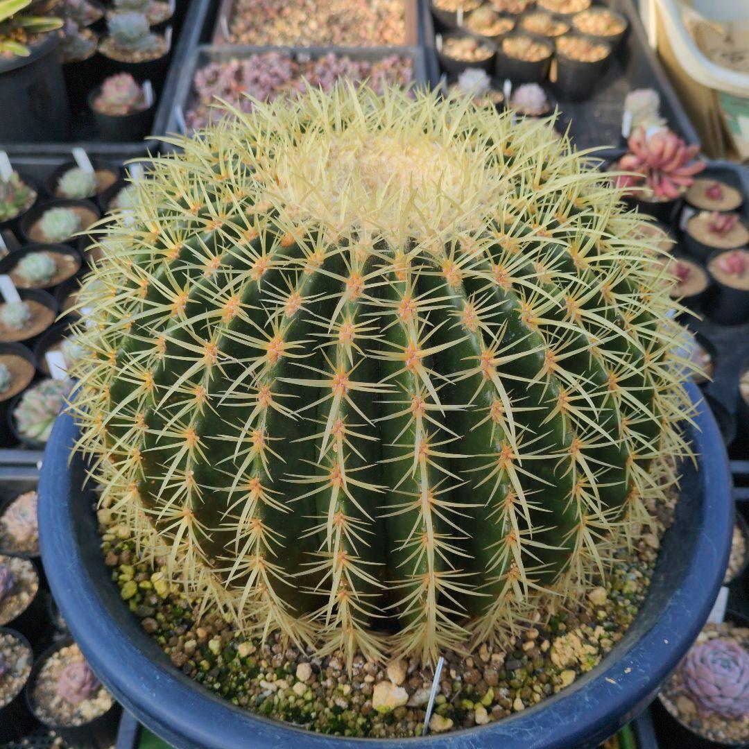 ［引取限定］エキノカクタス　金鯱