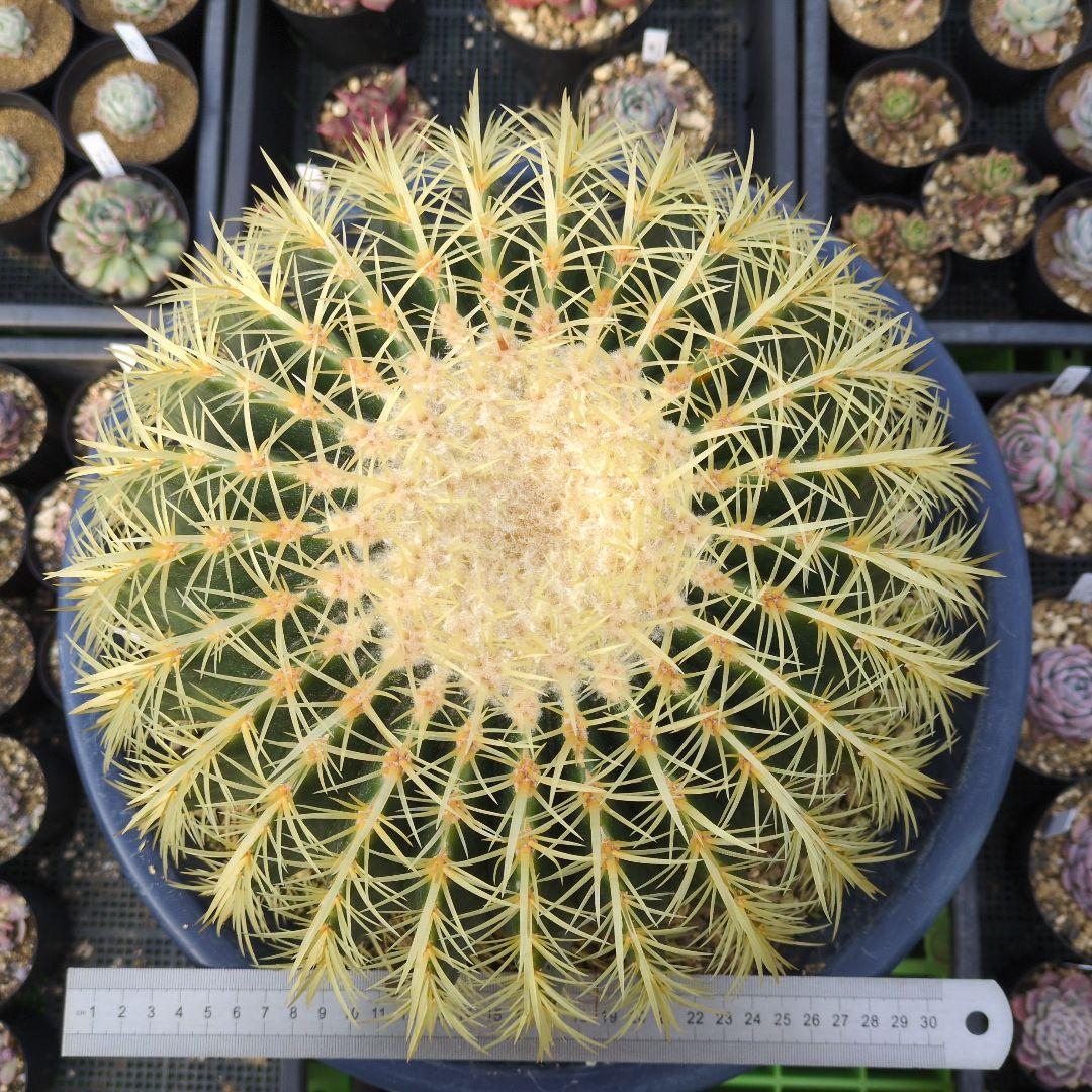 ［引取限定］エキノカクタス　金鯱