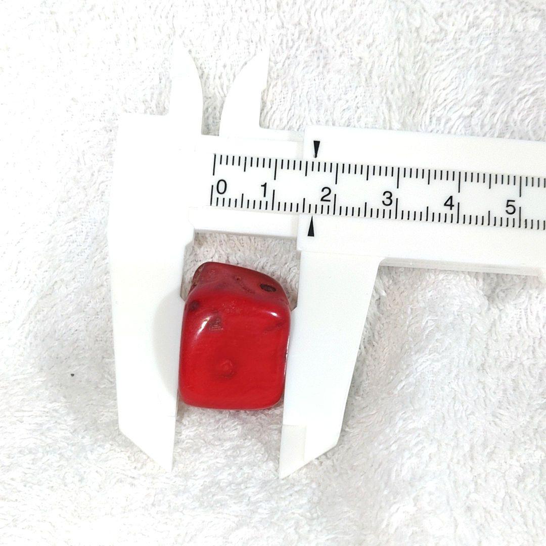 深海の思い出山珊瑚