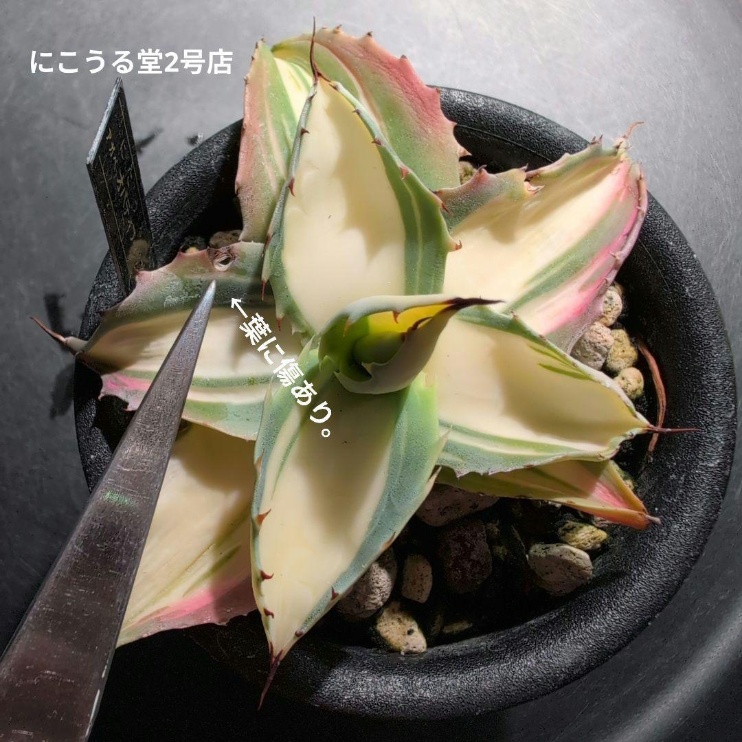 アガベオバティフォリア黄中斑発根済3号鉢サイズ株 - メルカリ