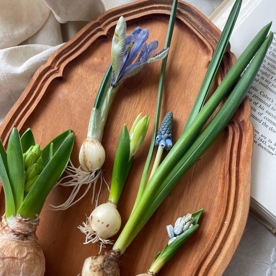 水耕栽培芽出し球根5種類セット - メルカリ