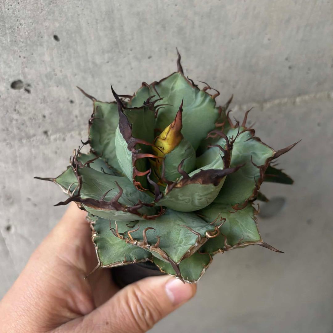 アガベ　オテロイ　実生　選抜　子株付き