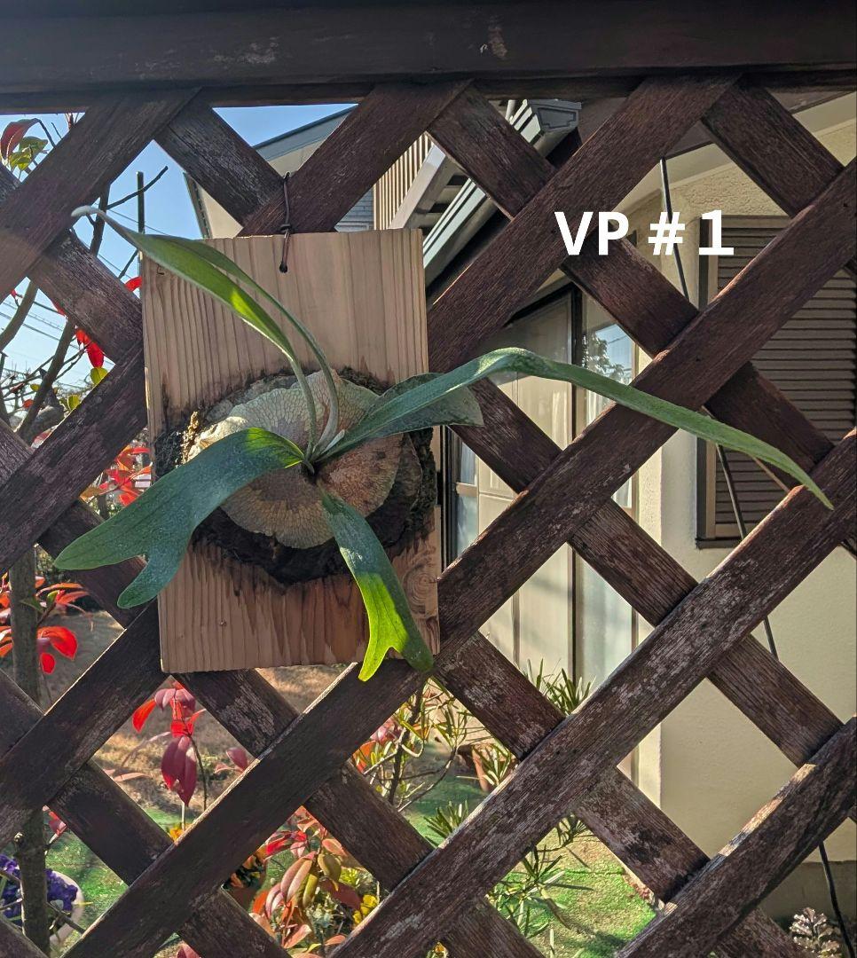 亮二 Platycerium OC 確認用