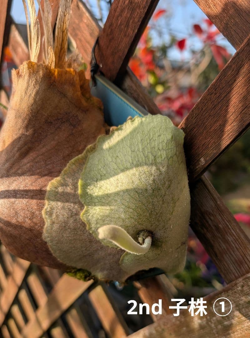 亮二 Platycerium OC 確認用