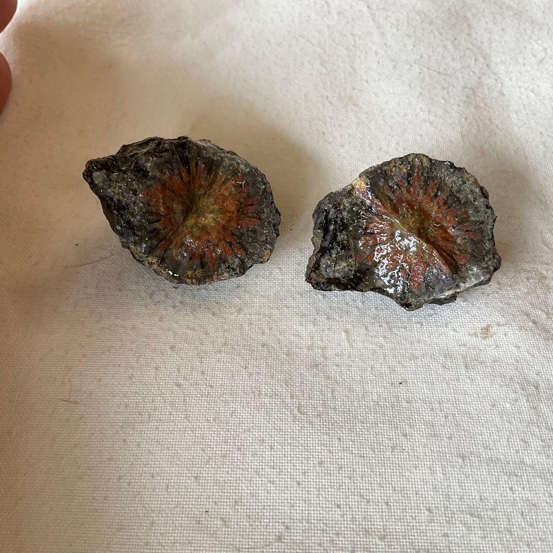 【ペア】【対】菊花石　C76