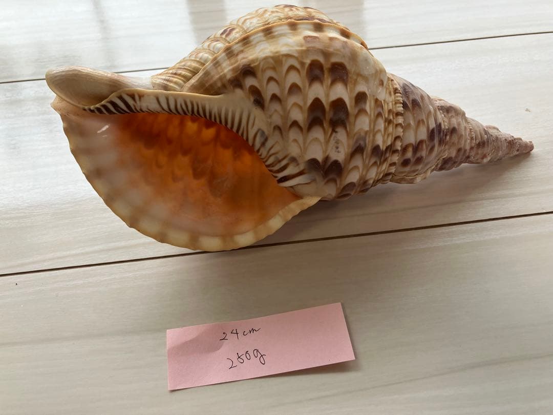 ホラ貝　法螺貝　３個