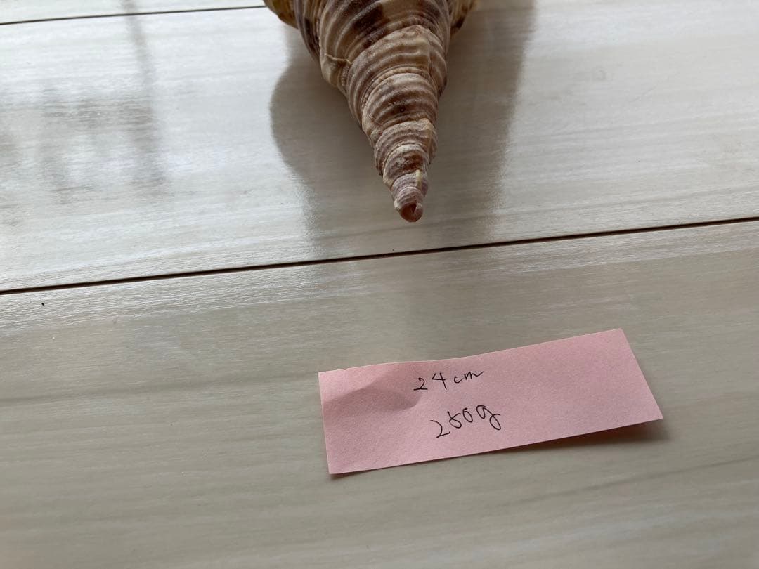 ホラ貝　法螺貝　３個