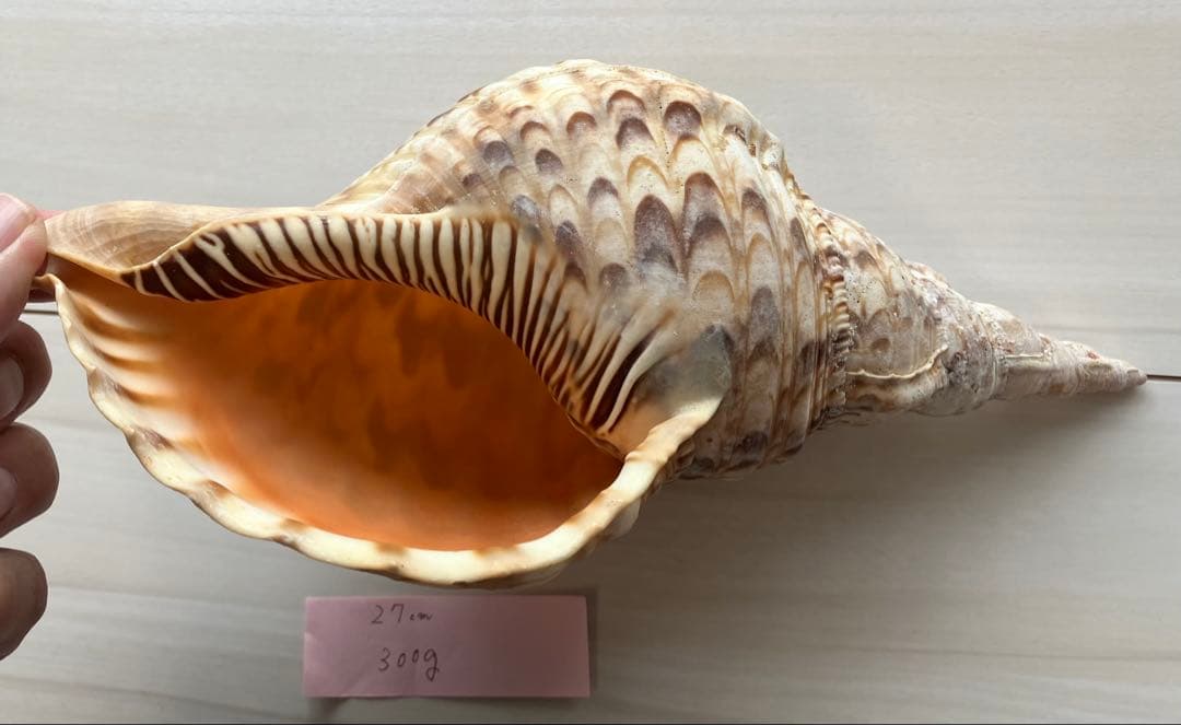 ホラ貝　法螺貝　３個