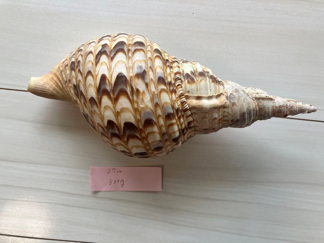 ホラ貝　法螺貝　３個